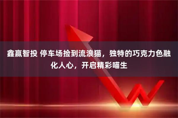 鑫赢智投 停车场捡到流浪猫，独特的巧克力色融化人心，开启精彩喵生