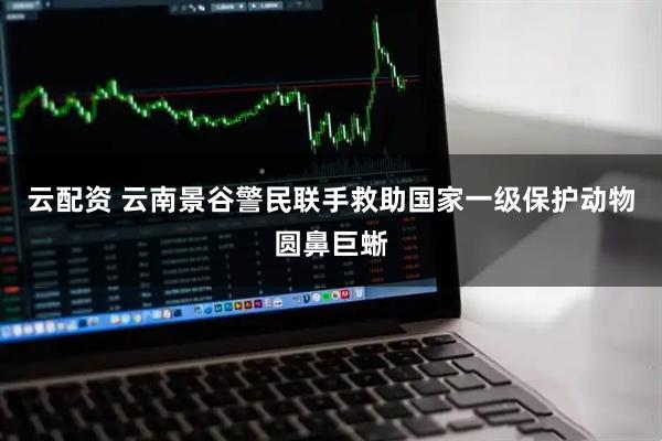 云配资 云南景谷警民联手救助国家一级保护动物圆鼻巨蜥